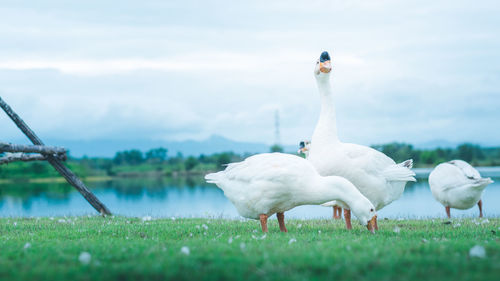 Swans on a field