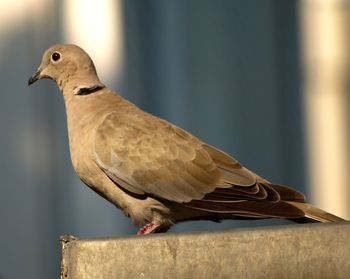 Close-up of bird perching on wall