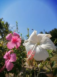 Close-up of pink flowering plants against sky