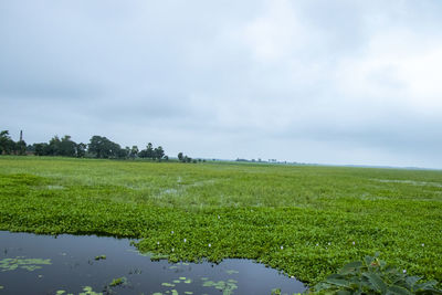 Scenic view of field against sky