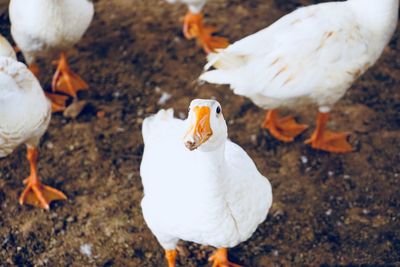 High angle view of white duck on field