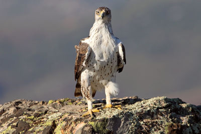 Bird standing on rock