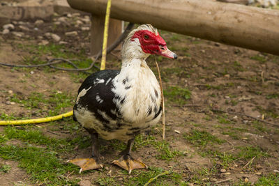 Muscovy duck on field