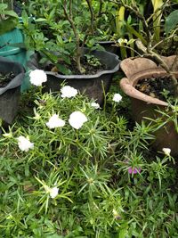 High angle view of flowers blooming outdoors