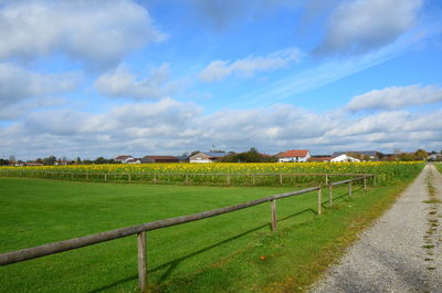 Scenic view of agricultural field against sky