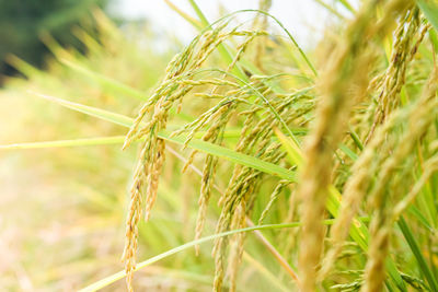 Close-up of wheat growing on field