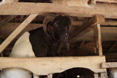 View of a horse in zoo