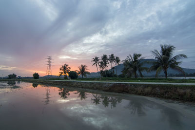 Reflection of palm trees on water