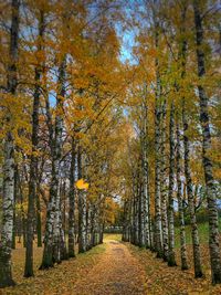 Road amidst trees during autumn