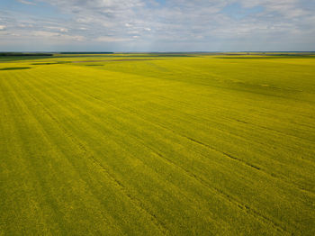 Scenic view of agricultural field