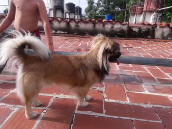 Midsection of woman with dog standing outdoors