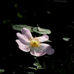 Close-up of white flower