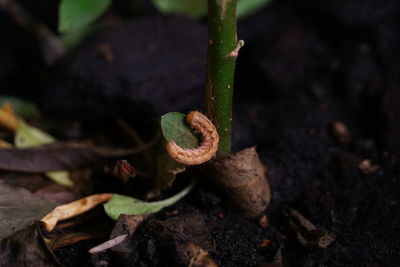 Close-up of plant growing on field