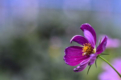 Purple flower blooming outdoors