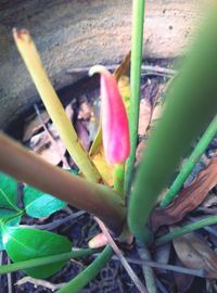 Close-up of flower plant