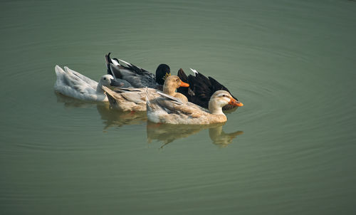 Group of ducks floating in water, at rabindra sarobar lake 