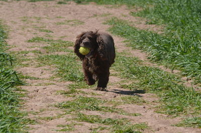 Dog on field