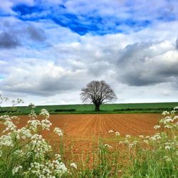 Scenic view of agricultural field against sky