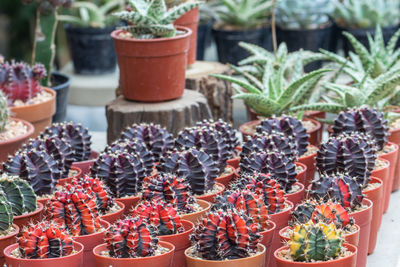 Close-up of potted plants at market stall