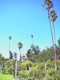 Low angle view of trees against clear blue sky