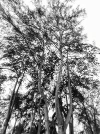 Low angle view of trees against sky