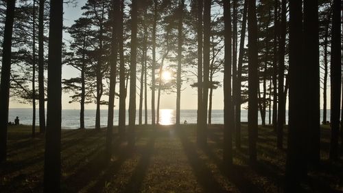 Sun shining through trees in forest