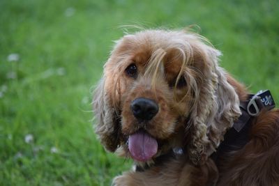 Close-up portrait of dog on field