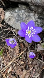 flowering plant