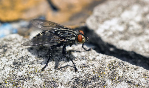 Close-up of fly on rock