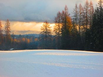 Bare trees on snow covered field