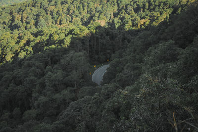 High angle view of trees in forest