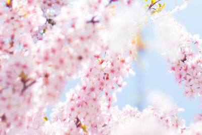 Low angle view of pink flowers blooming on tree