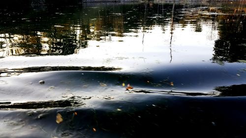 Reflection of trees in water