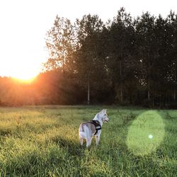 View of dog on field against sky during sunset