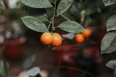 Close-up of orange growing on tree