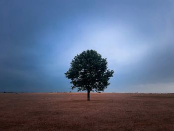 Lonely tree in the middle of a field on a cloudy day