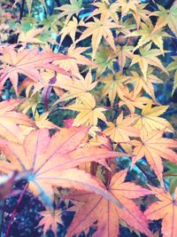 Full frame shot of maple leaves