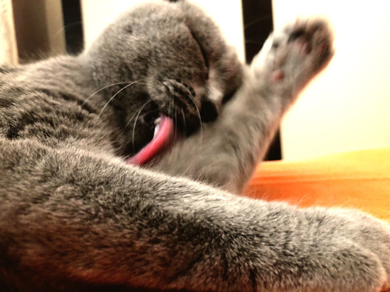 CLOSE-UP OF CAT LYING ON THE BLANKET