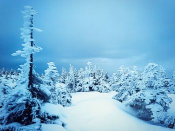 Snow covered plants against sky