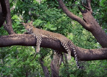 View of giraffe sleeping on tree