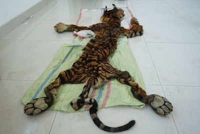 High angle view of stuffed toy on floor at home