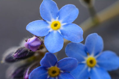 Close-up of purple flowers