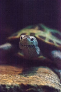 Close-up of turtle swimming in sea