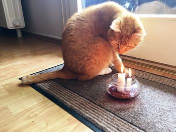 Cat in pen on table