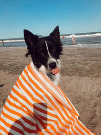 Close-up of dog on beach
