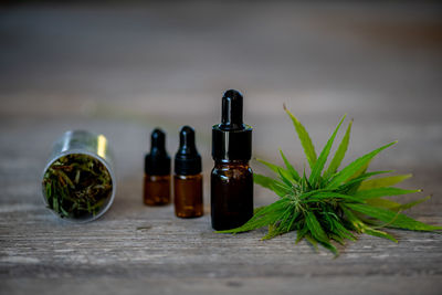 Close-up of plant on table