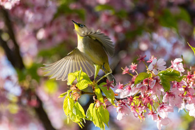 Low angle view of bird perching on tree