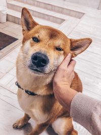 Close-up of person with dog on floor