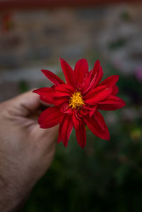 Close-up of hand holding red flower