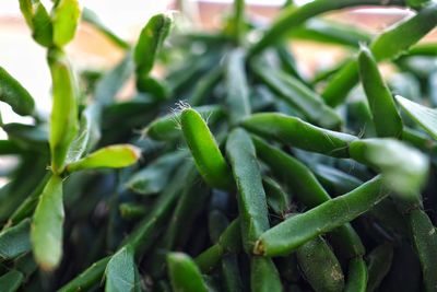 Close-up of green chili peppers plant